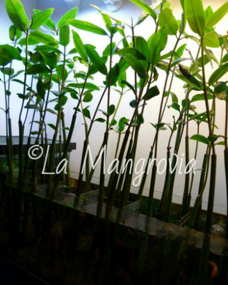 Semi di Mangrovia, pianta acquario dolce e marino