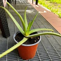 Pianta di Aloe vera