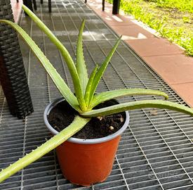 Pianta di Aloe vera