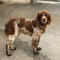 Breton . Maschio. Taglia piccola