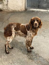 Breton . Maschio. Taglia piccola