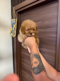 Maltipoo