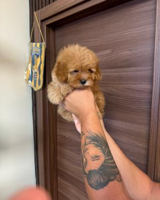 Maltipoo
