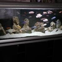 Acquario ferplast 750 litri