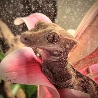 Geco ciliatus+terrario