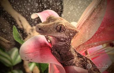 Geco ciliatus+terrario