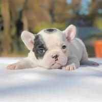Bulldog francese merle bianco