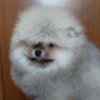 Spitz tedesco nano/Pomerania