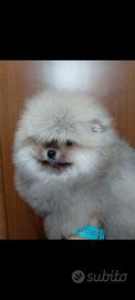 Spitz tedesco nano/Pomerania