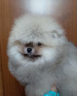 Spitz tedesco nano/Pomerania