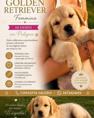 Golden Retriever