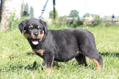 Disponibili cuccioli rottweiler