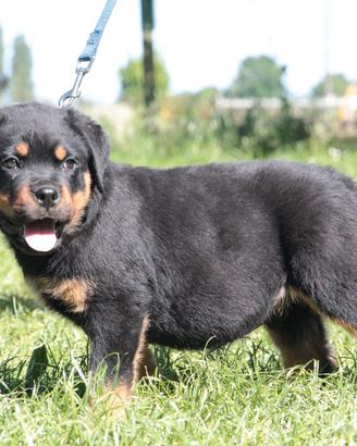 Disponibili cuccioli rottweiler