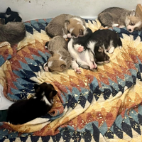 Cuccioli di Welsh Corgi Pembroke