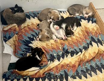 Cuccioli di Welsh Corgi Pembroke