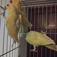 Parochetto da colare lutino