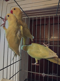 Parochetto da colare lutino