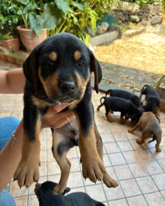 Cucciolo meticcio Beagle regalasi