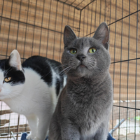 Adozione mamma e i due piccoli fratellini insepara