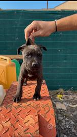 pitbull