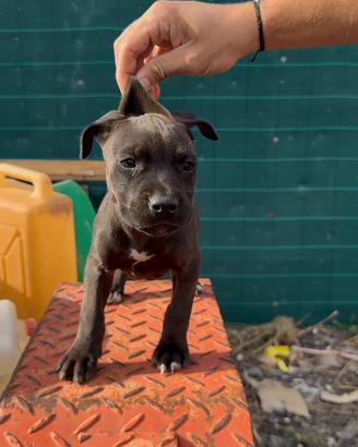 pitbull
