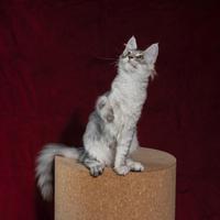 Cuccioli Maine Coon con Pedigree - Nati il 20 Mar