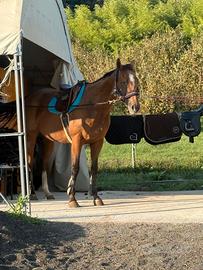 Cavalla psi 16 anni ad Asti