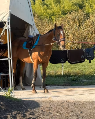 Cavalla psi 16 anni ad Asti