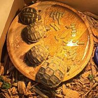 Tartarughe terra hermanni