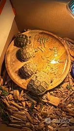 Tartarughe terra hermanni