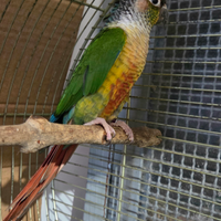 Pyrrhura