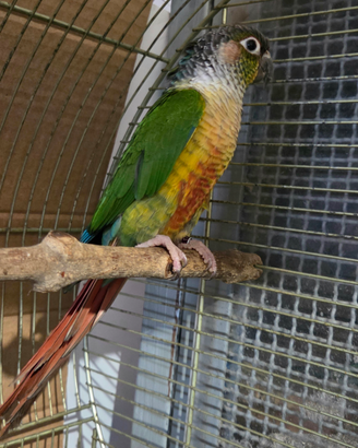 Pyrrhura