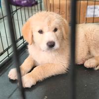 Cucciolo taglia medio abbondante disponibile