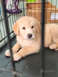 Cucciolo taglia medio abbondante disponibile