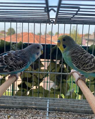 10 cocorite maschi e femmine con gabbione