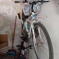 Bicicletta Schiano adulto 