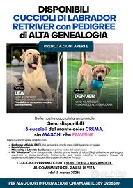 Cuccioli di Labrador Retriver con Pedigree