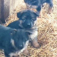 Cuccioli pastore tedesco