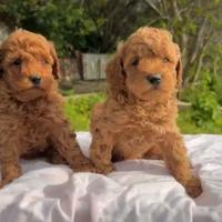 Disponibili cuccioli di barboncino toy