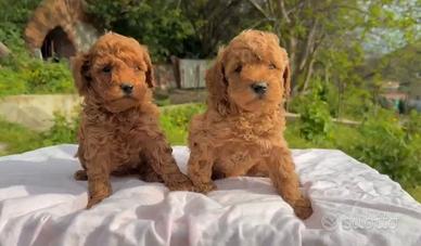 Disponibili cuccioli di barboncino toy