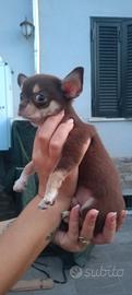 Chiuaua mini toy