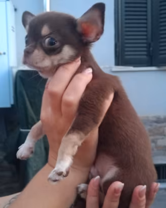 Chiuaua mini toy