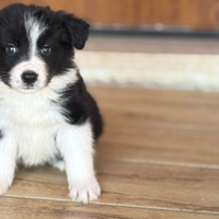 Border collie