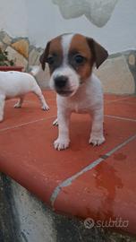 Disponibili Jack russell