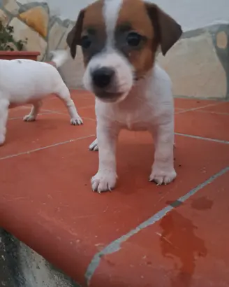 Disponibili Jack russell