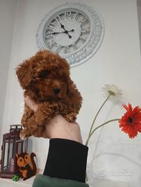 Barboncino toy rosso