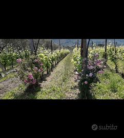 Olio e vino Sessa Aurunca