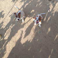 Cuccioli di Jack Russel