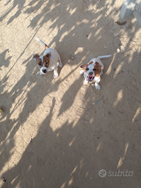 Cuccioli di Jack Russel