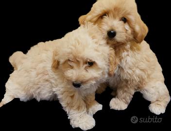 Maltipoo toy